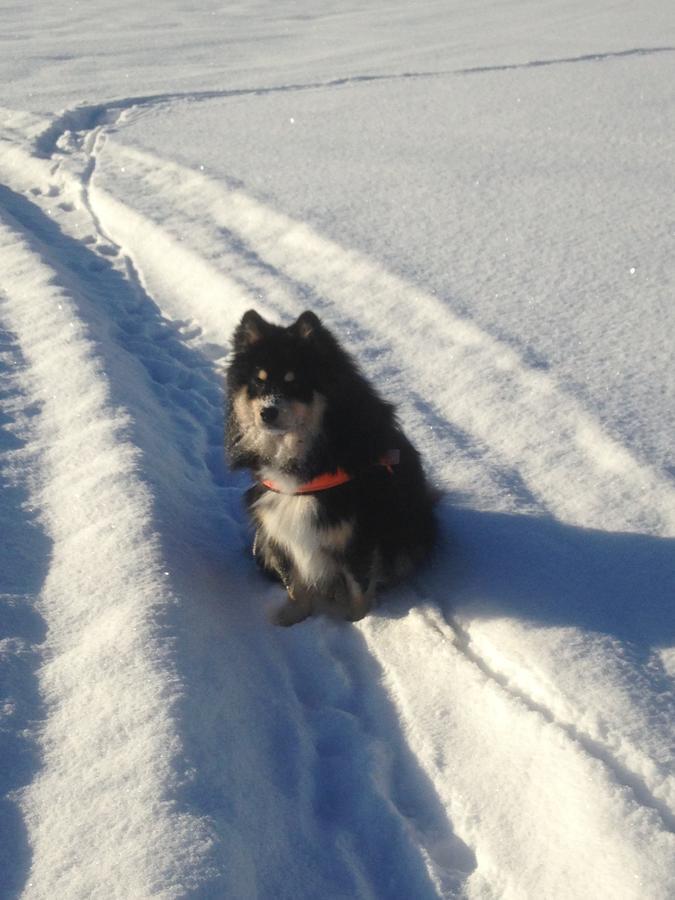 Mora Vandrarhem Och Gaesthem Vinäs Extérieur photo